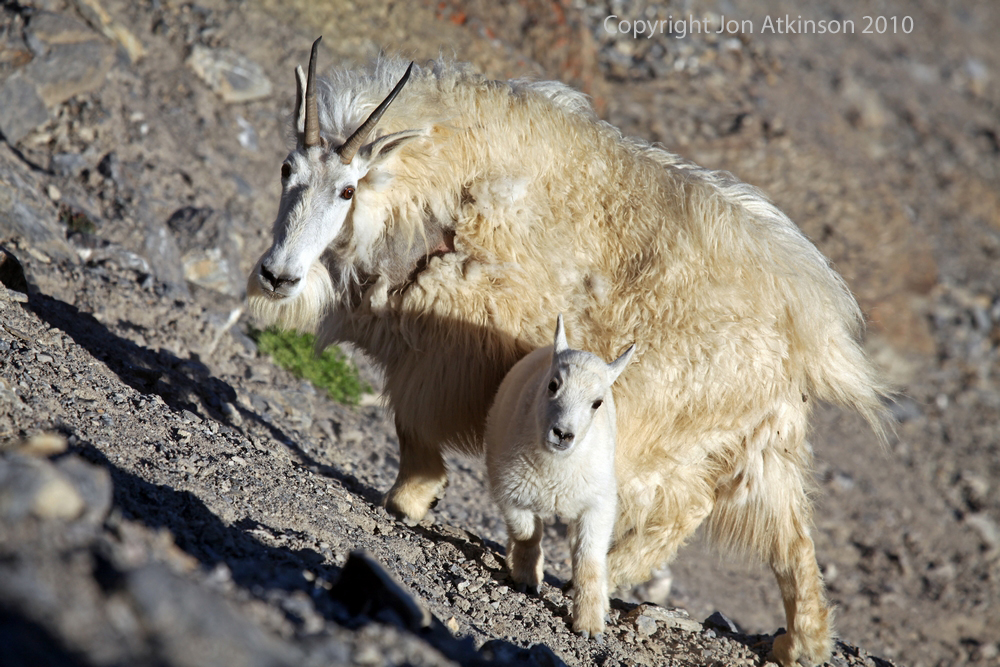 Mountain Goat, Jasper National Park. Mountain Goat